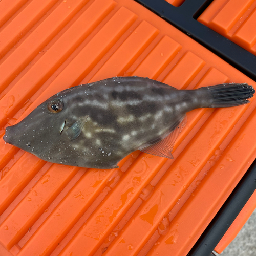 カワハギの釣果