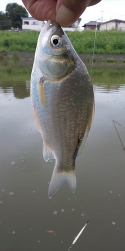 ヘラブナの釣果