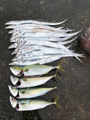 ハマチの釣果