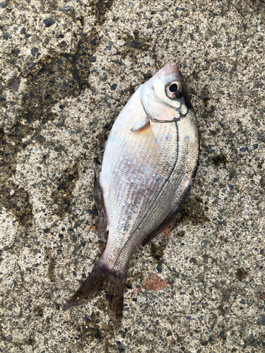 ウミタナゴの釣果