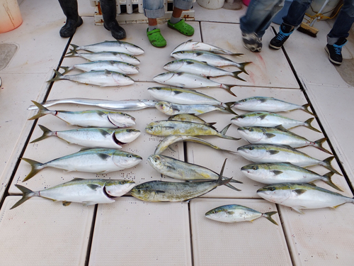 ハマチの釣果