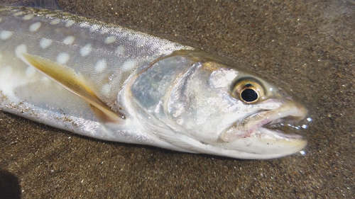 アメマスの釣果