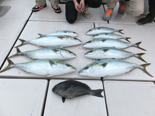 ハマチの釣果