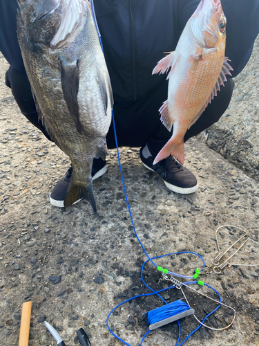 チヌの釣果