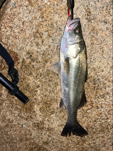 セイゴ（マルスズキ）の釣果