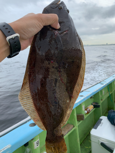 ヒラメの釣果