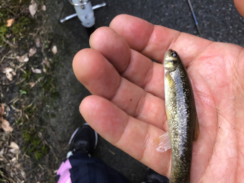 アブラハヤの釣果