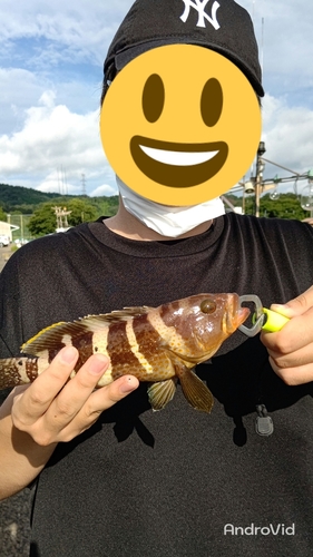 アオハタの釣果