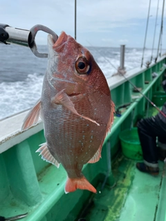 マダイの釣果