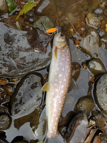 アメマスの釣果