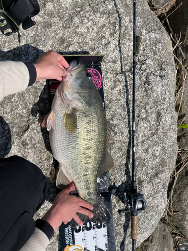 ラージマウスバスの釣果