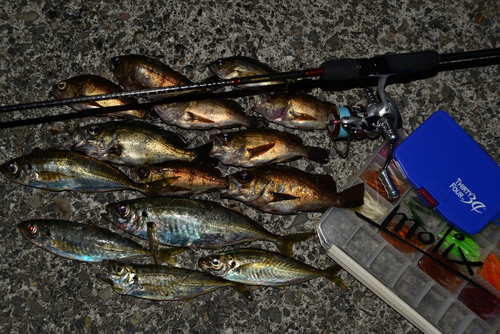 アオメバルの釣果