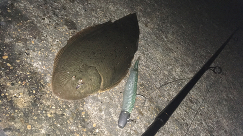 シタビラメの釣果