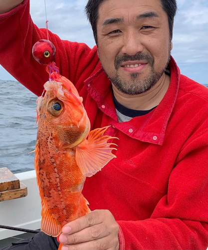 ユメカサゴの釣果