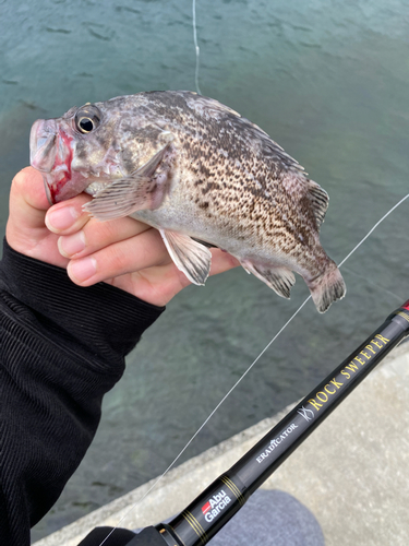 クロソイの釣果