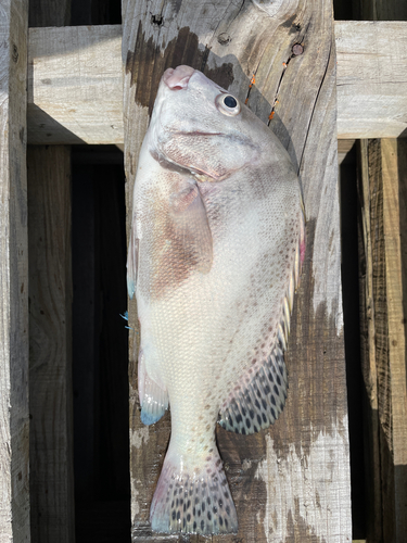 コショウダイの釣果