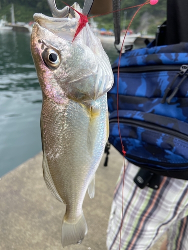 イシモチの釣果