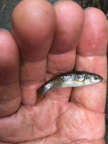 アブラハヤの釣果