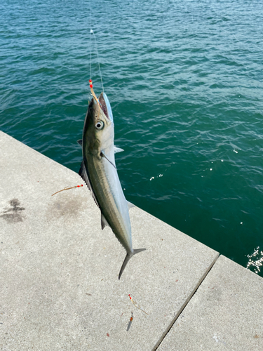 サゴシの釣果