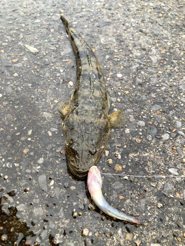 マゴチの釣果