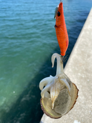 コウイカの釣果