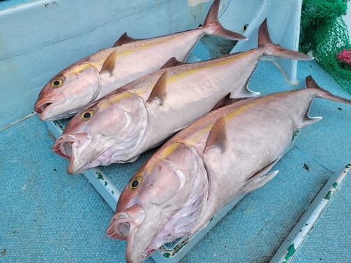 カンパチの釣果