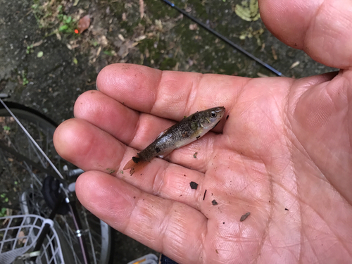 アブラハヤの釣果