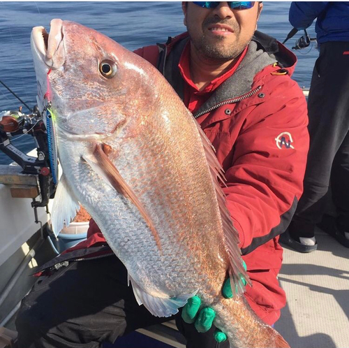 マダイの釣果