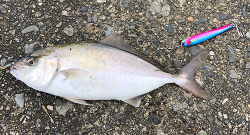 ショゴの釣果