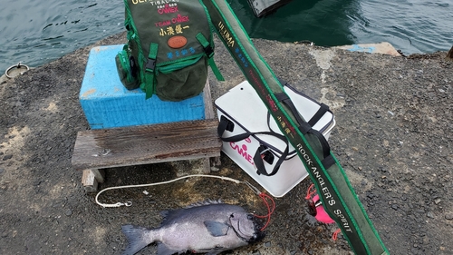 イシダイの釣果