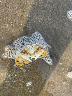 カニの釣果