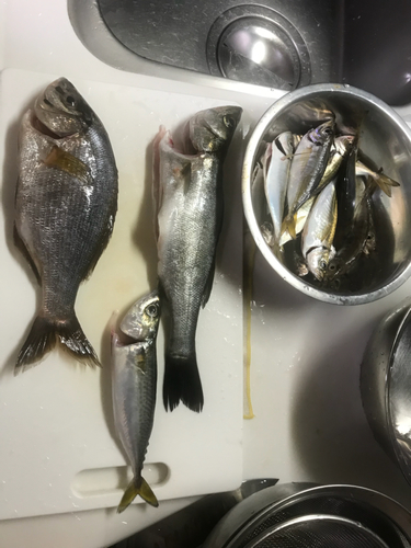 フッコ（マルスズキ）の釣果