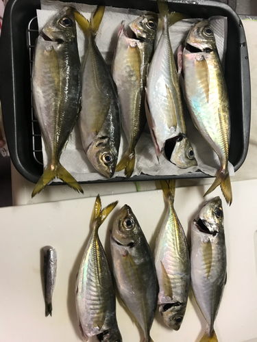 アジの釣果