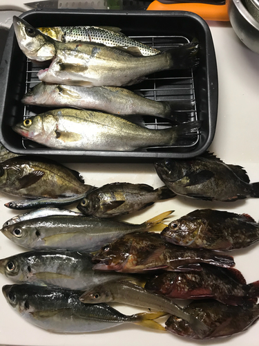 アジの釣果