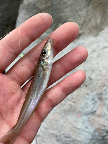 キスの釣果