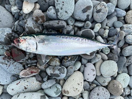 ソウダガツオの釣果