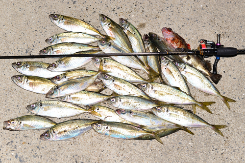 アジの釣果