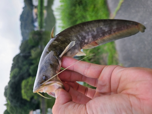 マナマズの釣果