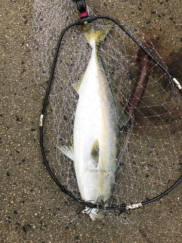 メジロの釣果