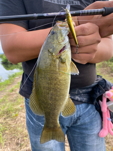 スモールマウスバスの釣果