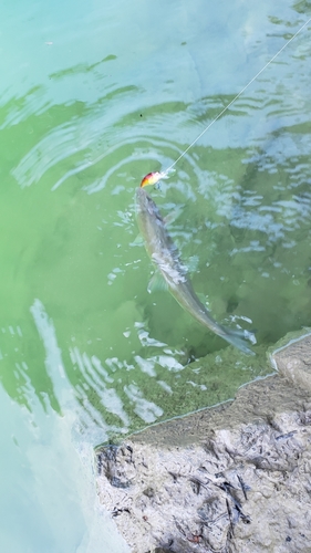 ウグイの釣果