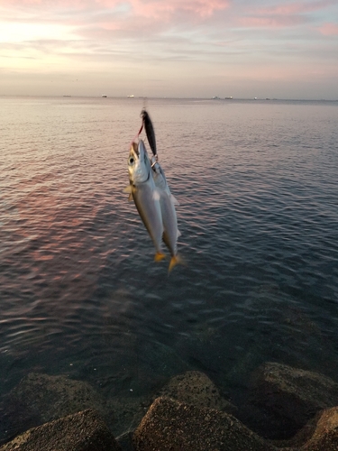 サバの釣果