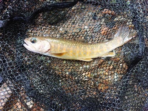 イワナの釣果