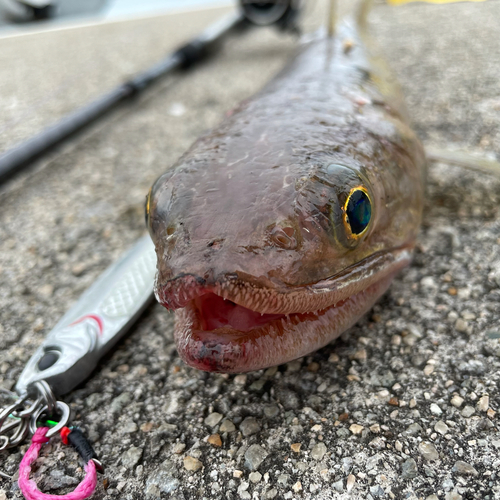 エソの釣果