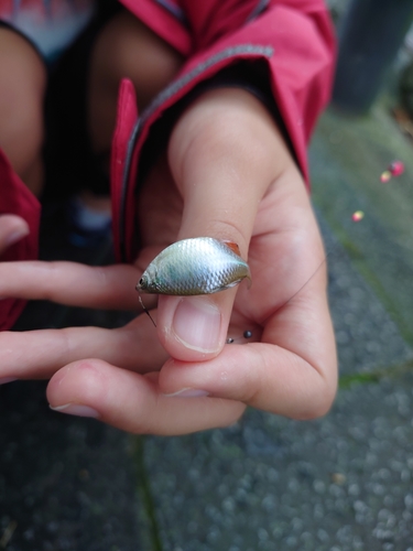 タナゴの釣果