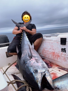 クロマグロの釣果