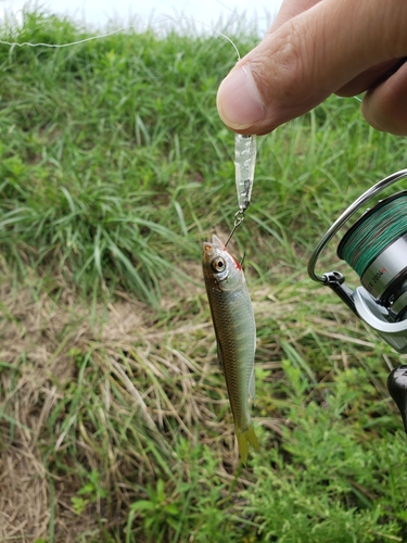 オイカワの釣果