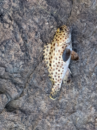 シロブチハタの釣果