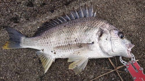 キビレの釣果