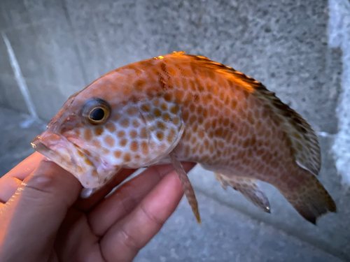 オオモンハタの釣果